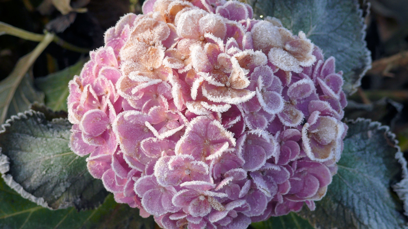Покрытая инеем гортензия с зелеными листьями
