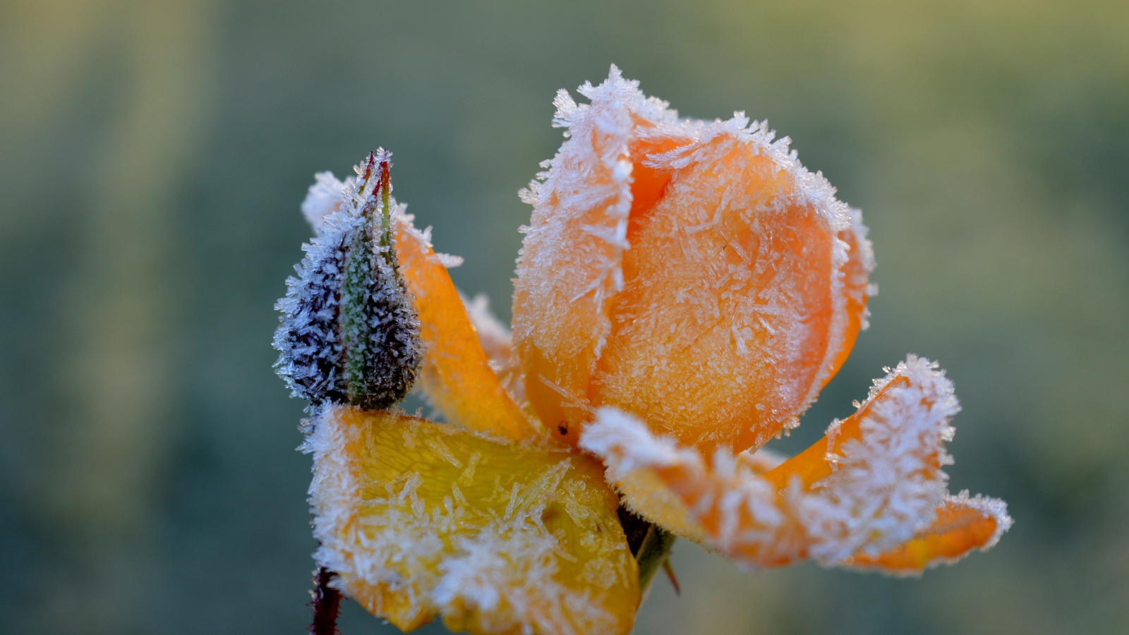 Покрытая инеем желтая роза с бутоном 