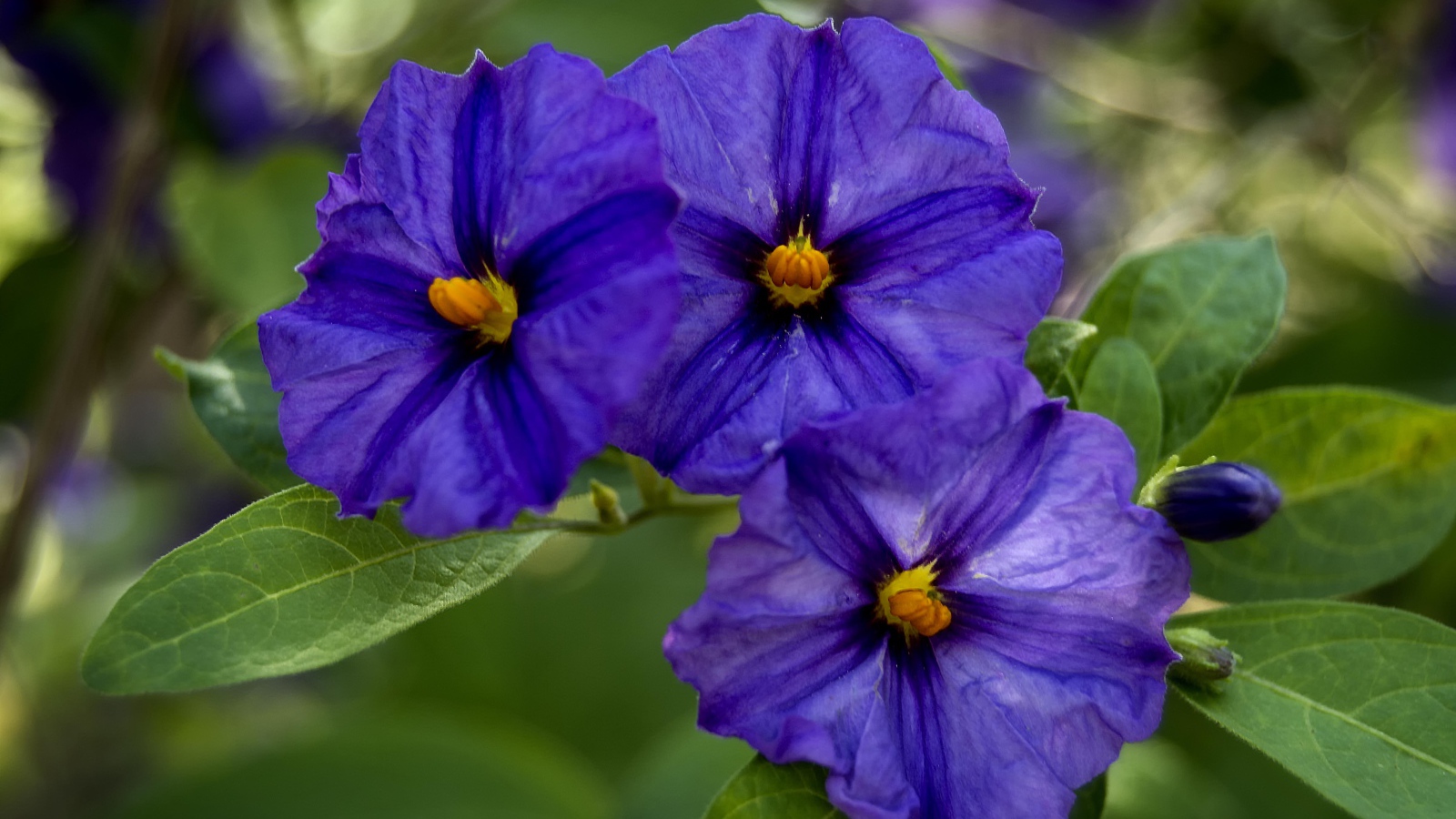 Куст цветов горечавки крупным планом