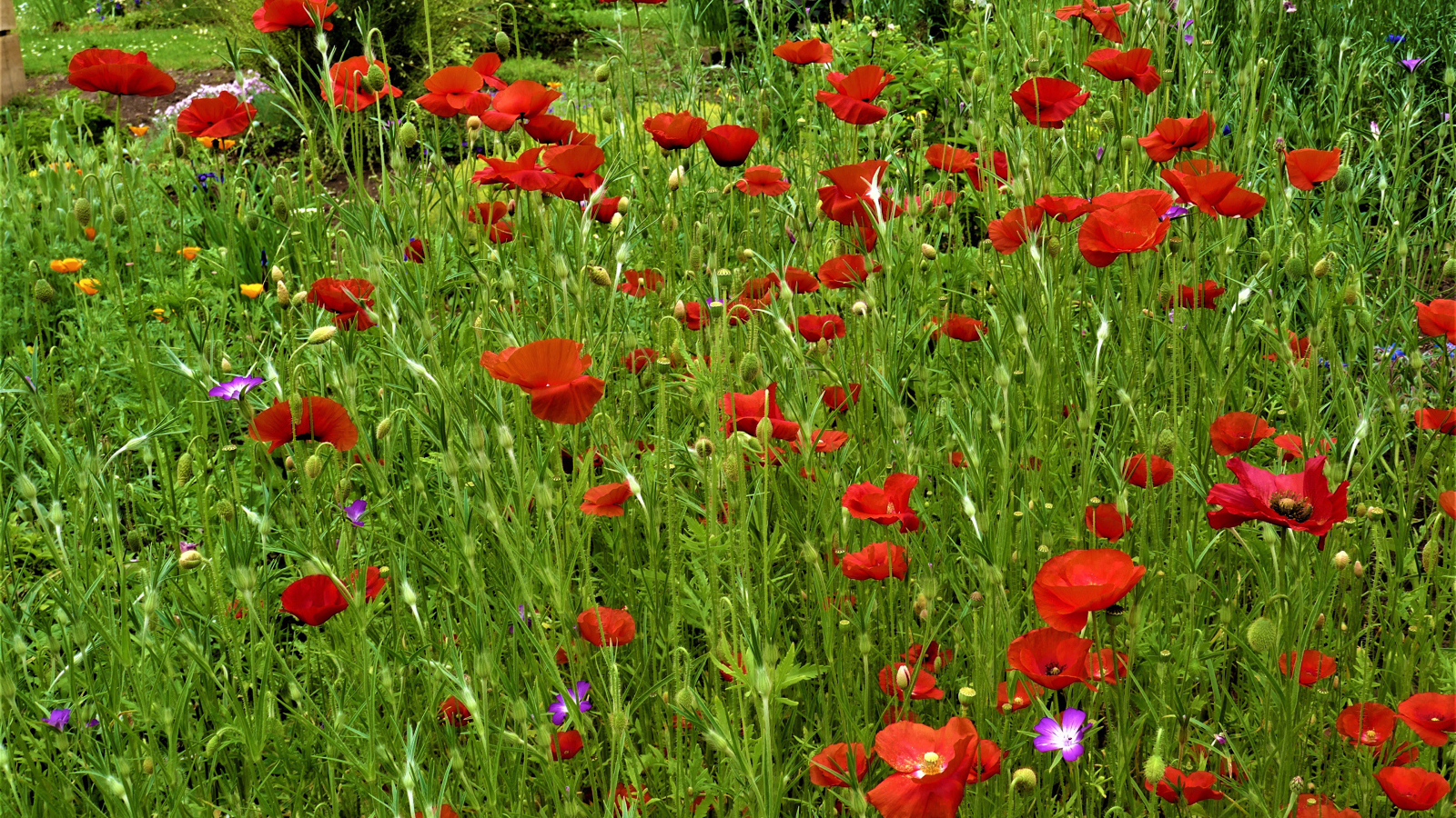 Поляна с красными маками в зеленой траве
