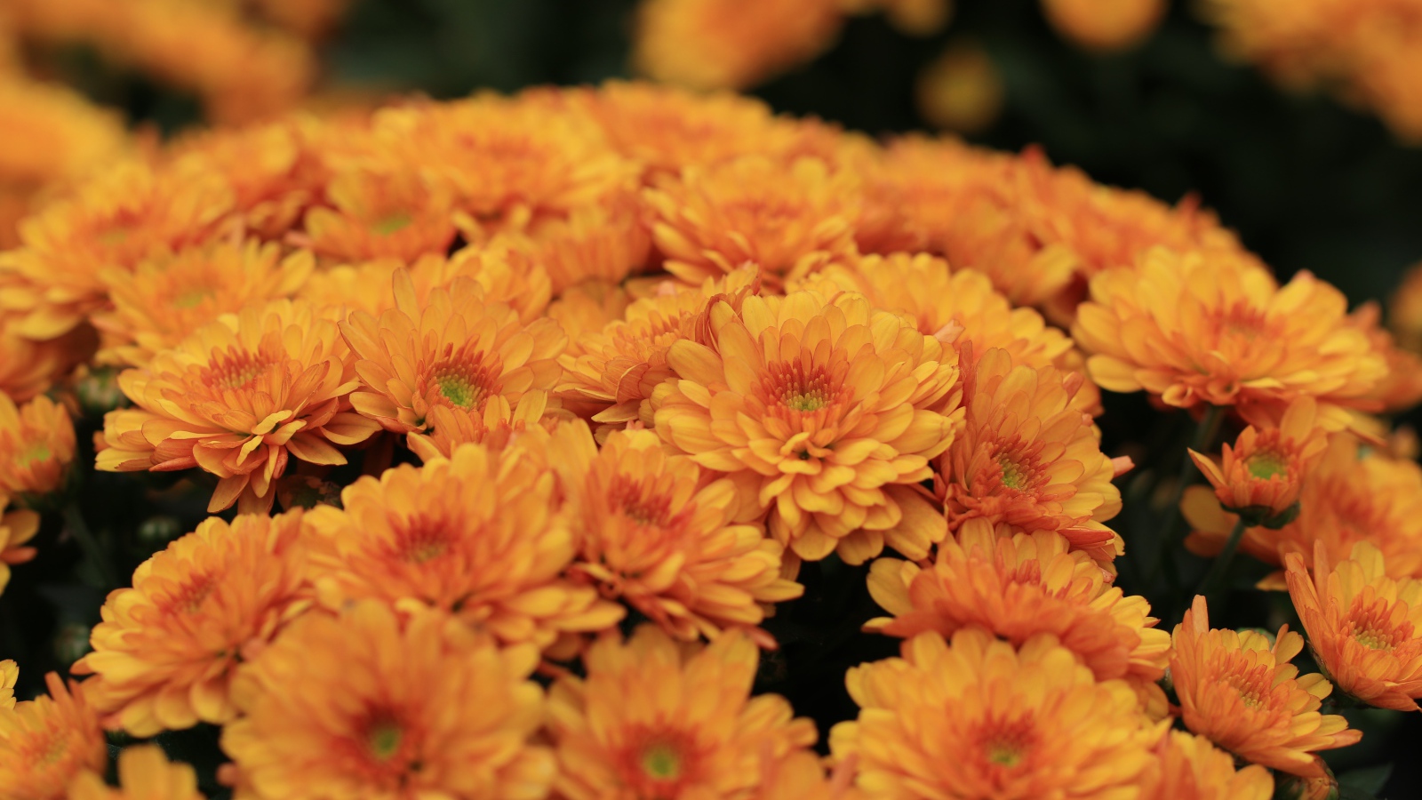Большой букет оранжевых хризантем крупным планом 
