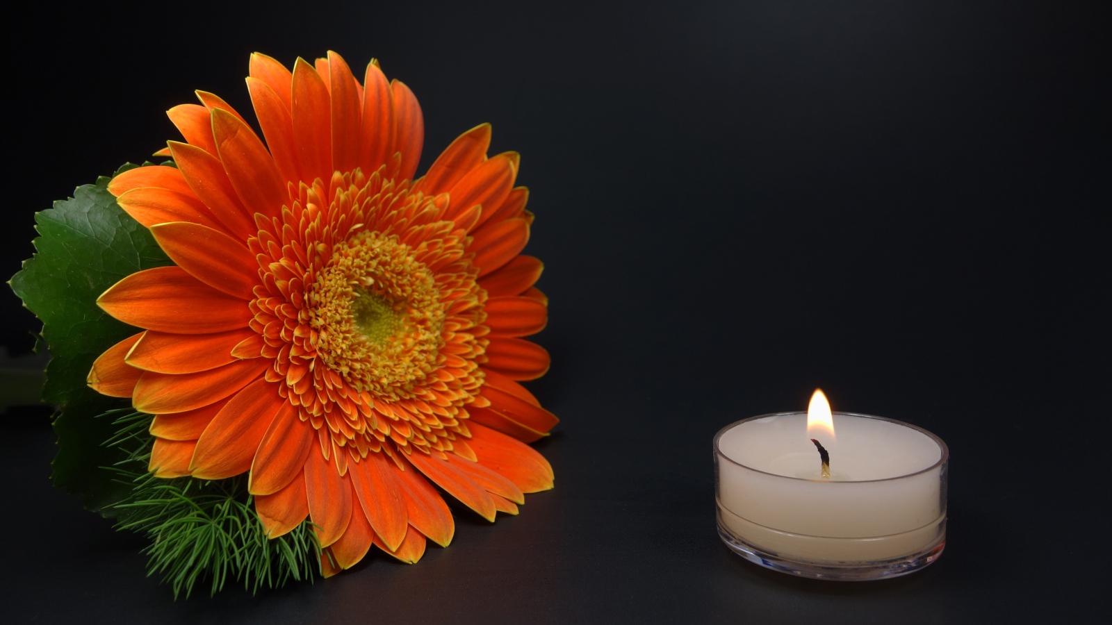 Большой оранжевый цветок герберы с зажженной свечой