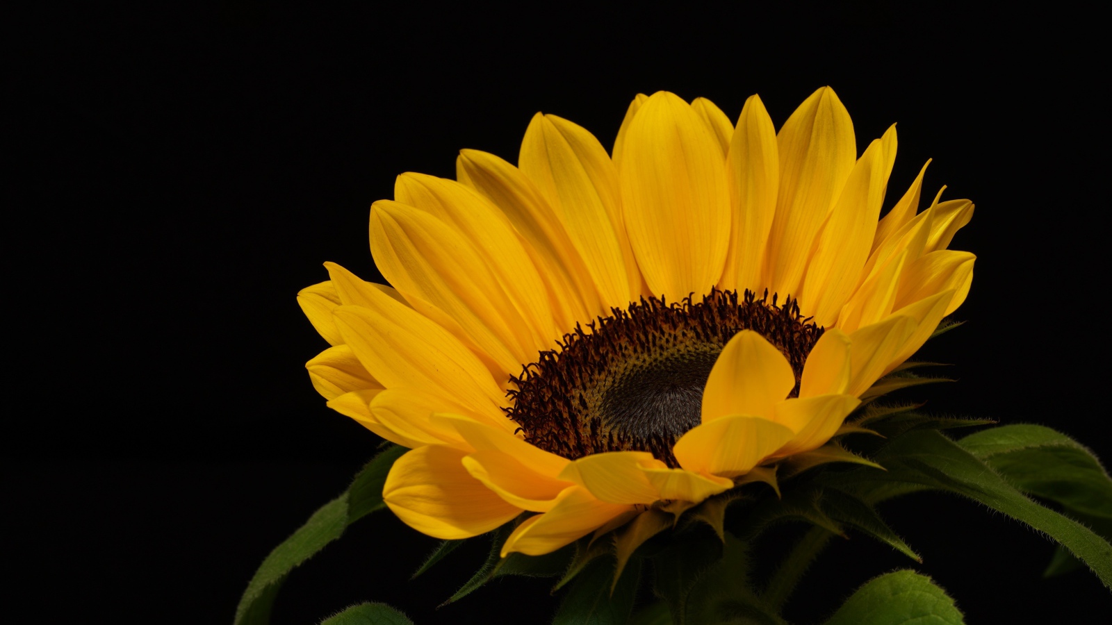 Большой подсолнух с желтыми лепестками на черном фоне