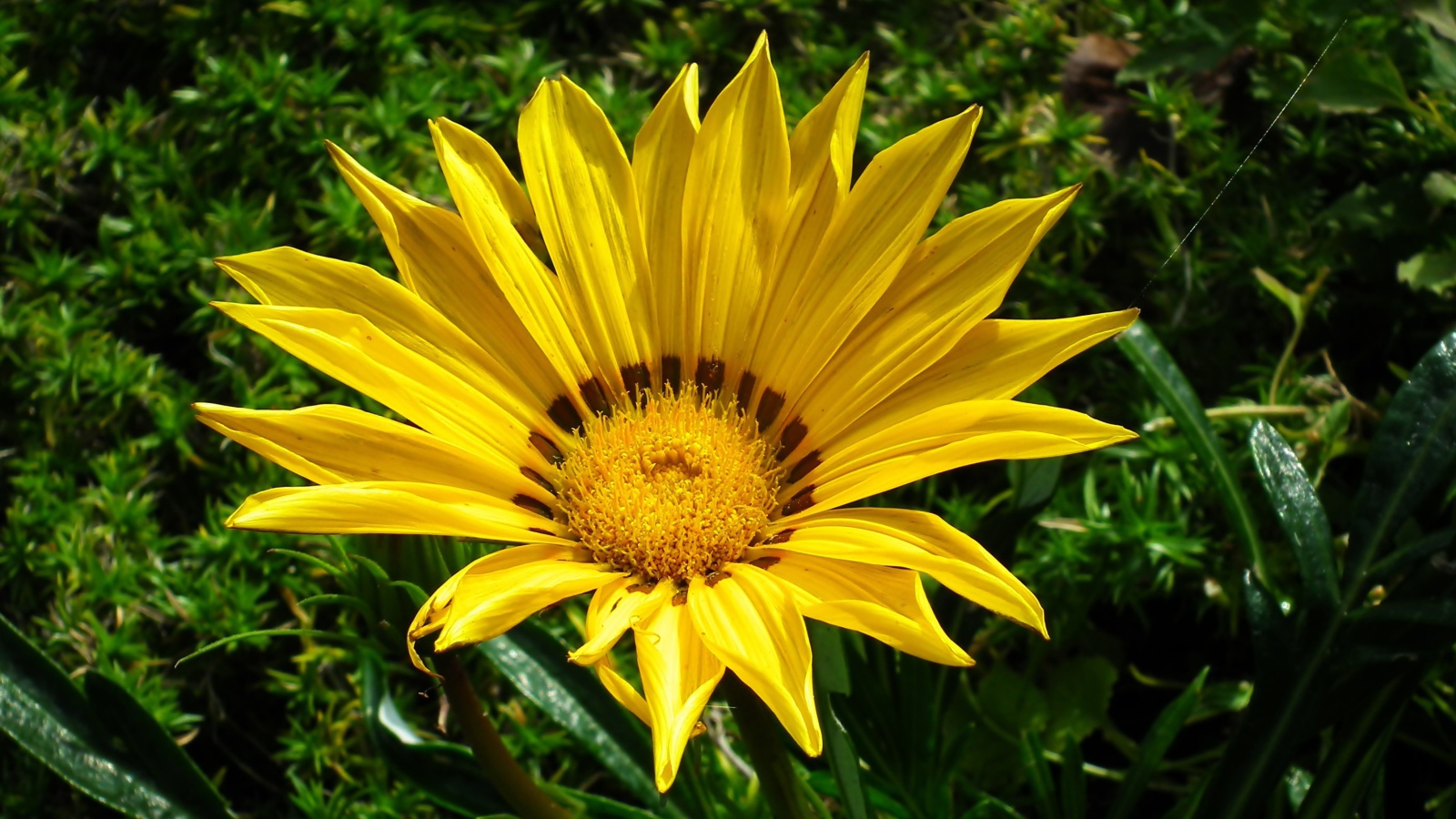 Large yellow gazania flower in a flower bed