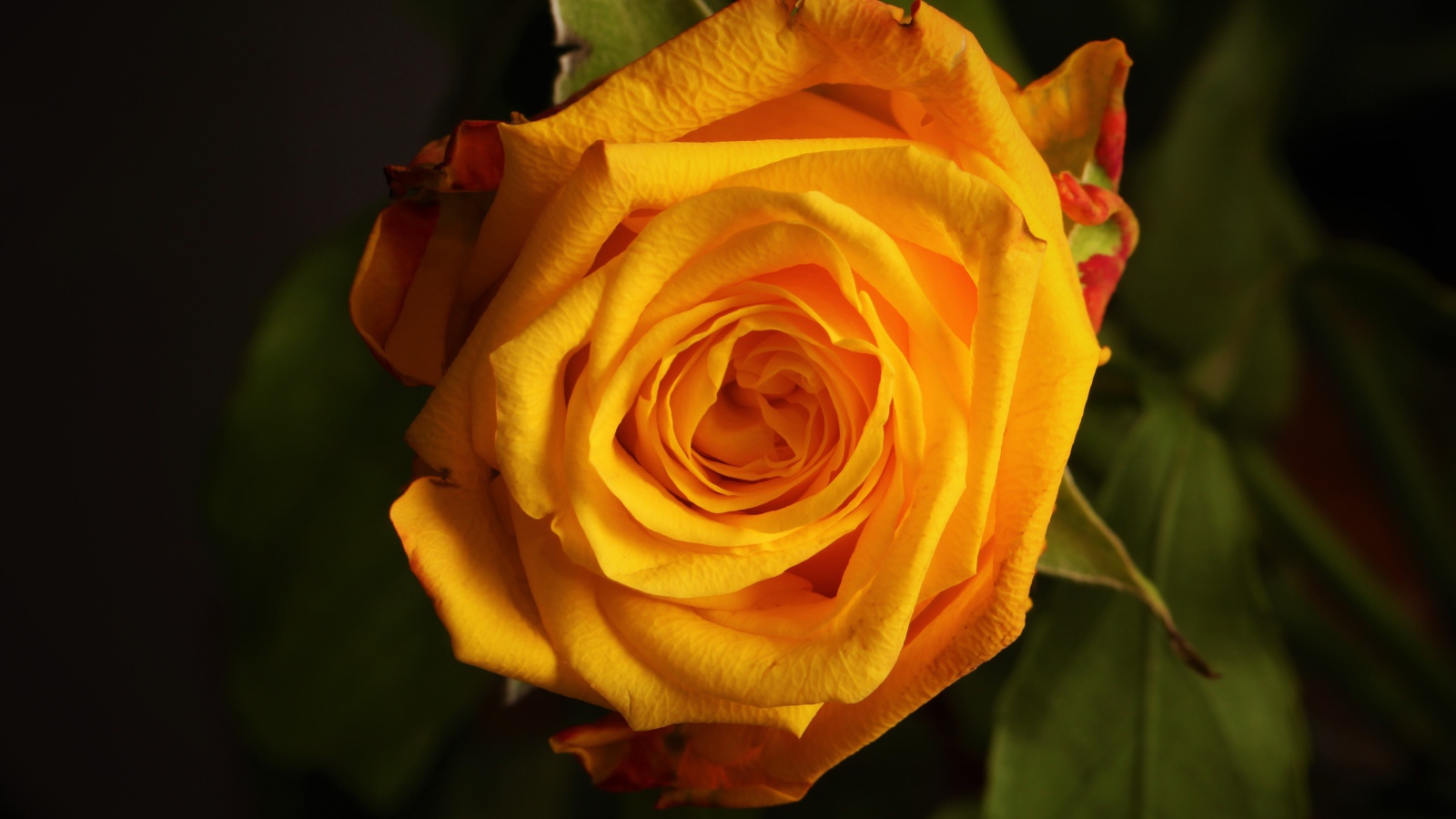 Крупная желтая роза  вблизи 