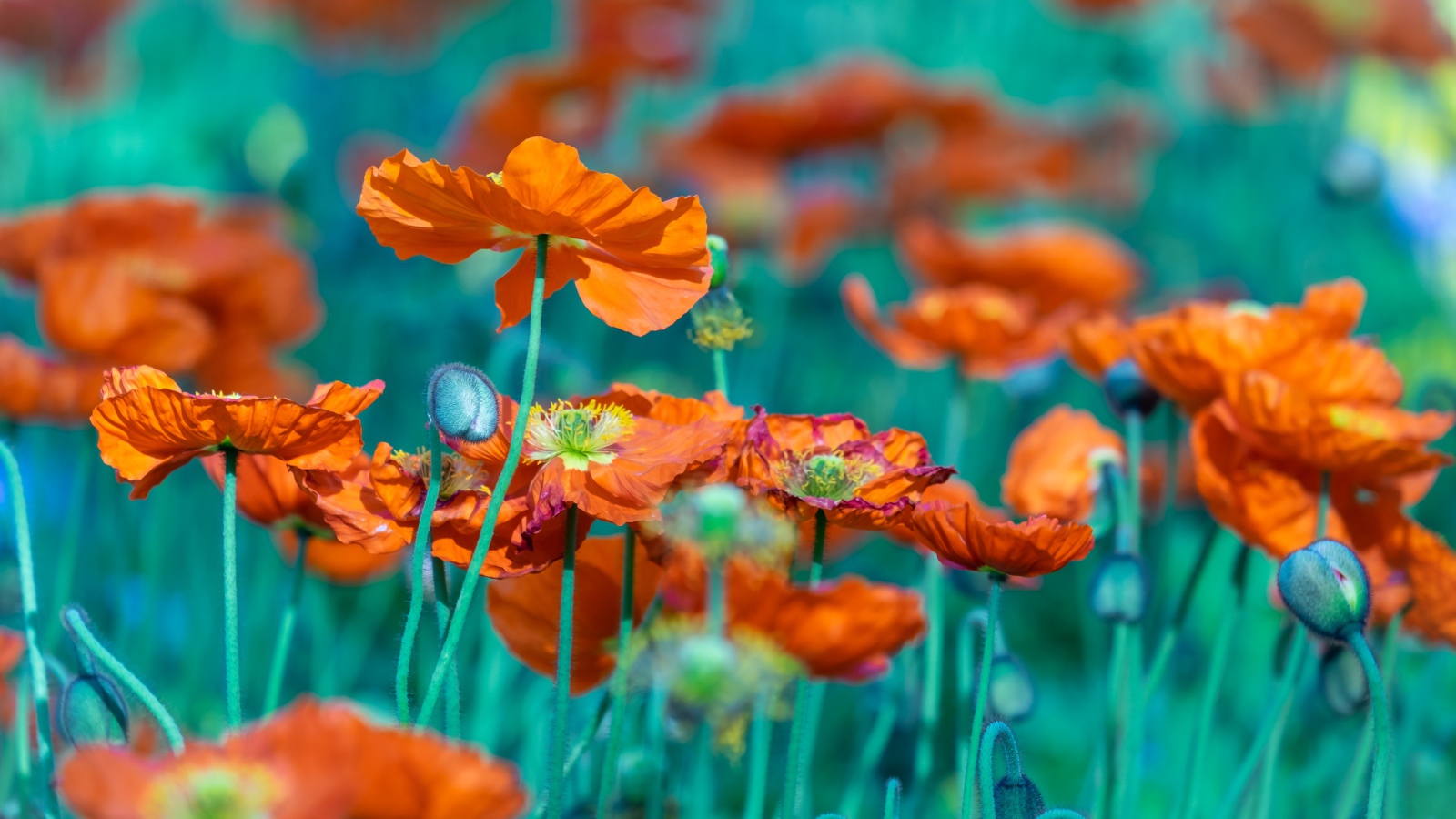 Много оранжевых цветов мака на клумбе