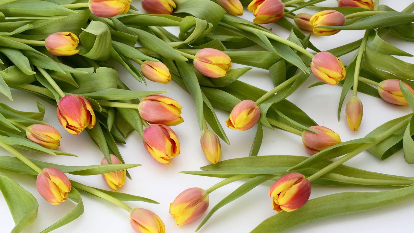 Много оранжевых тюльпанов с зелеными листьями на белом фоне