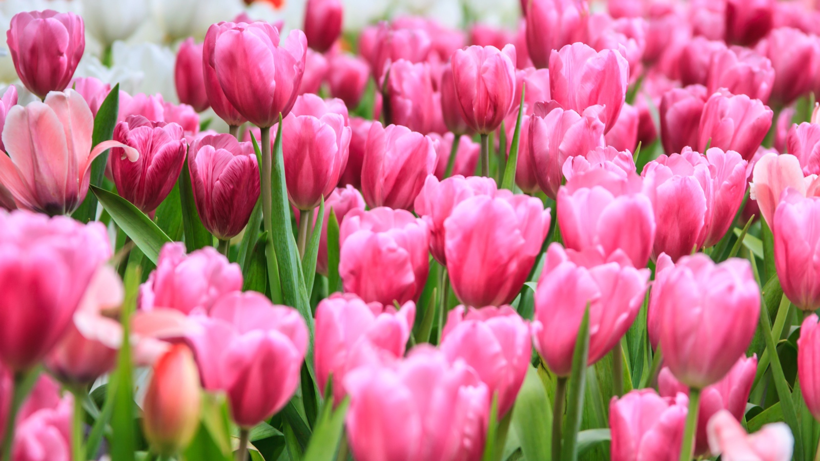 Много розовых весенних тюльпанов на клумбе