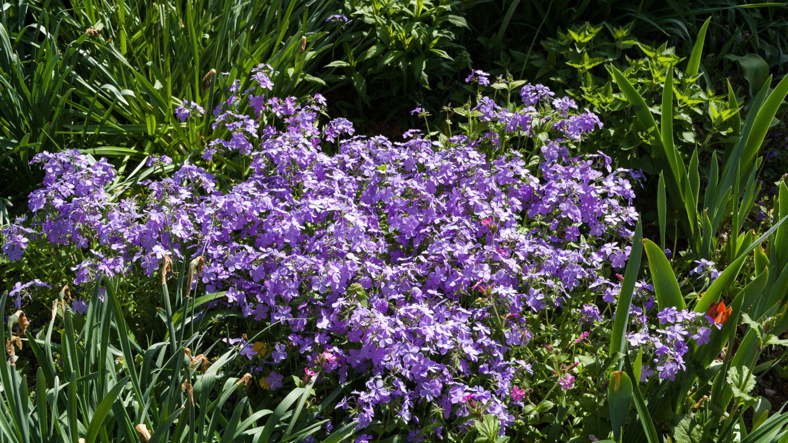 Много фиолетовых мелких цветов в зеленой траве 