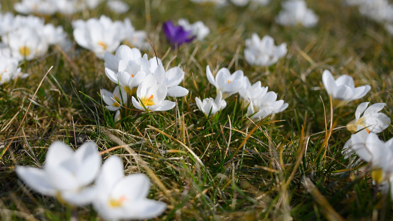 Много маленьких белых цветов крокуса в зеленой траве 