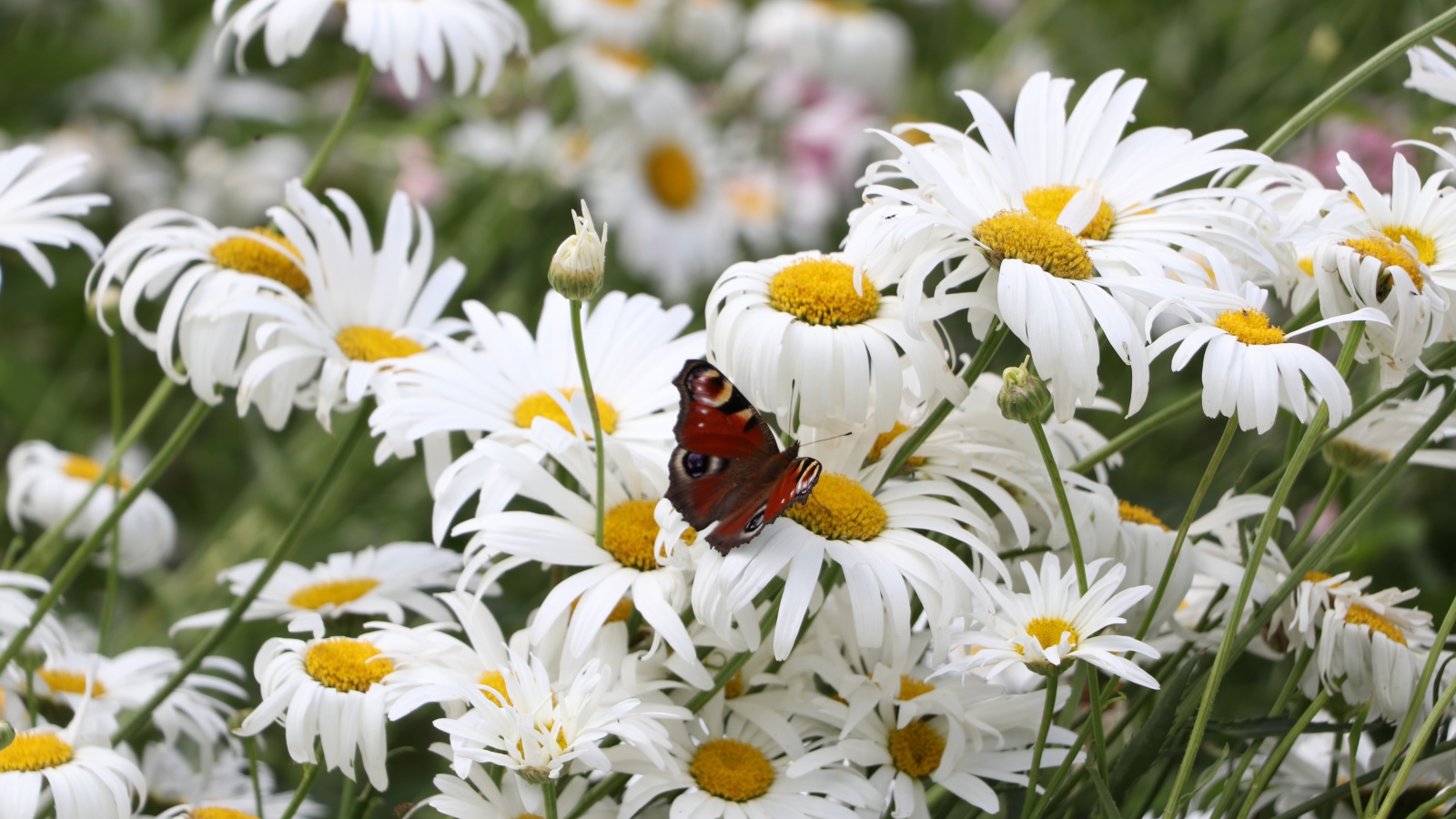 Много летних белых ромашек на поле с бабочкой