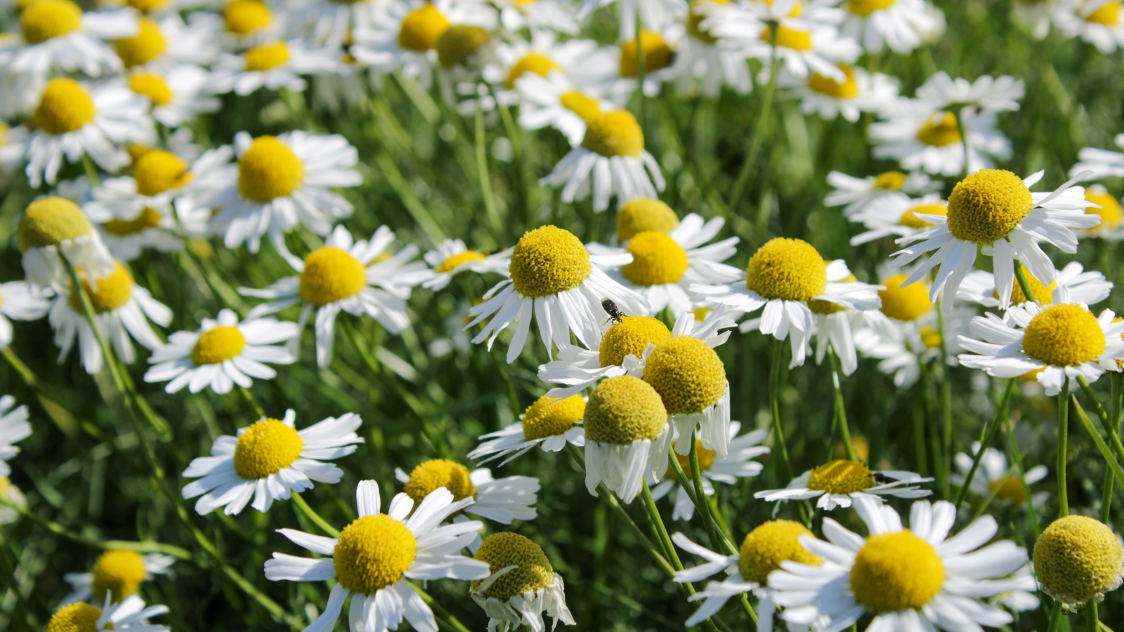 Много белых полевых ромашек с желтой серединкой