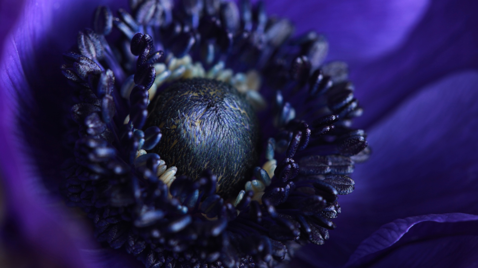 Середина синего цветка анемоны