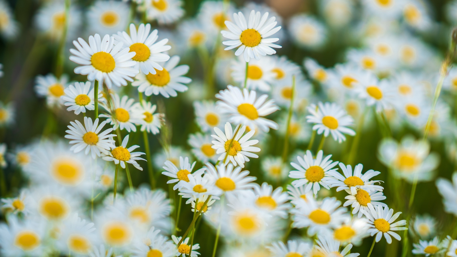 Миниатюрные белые ромашки на поле