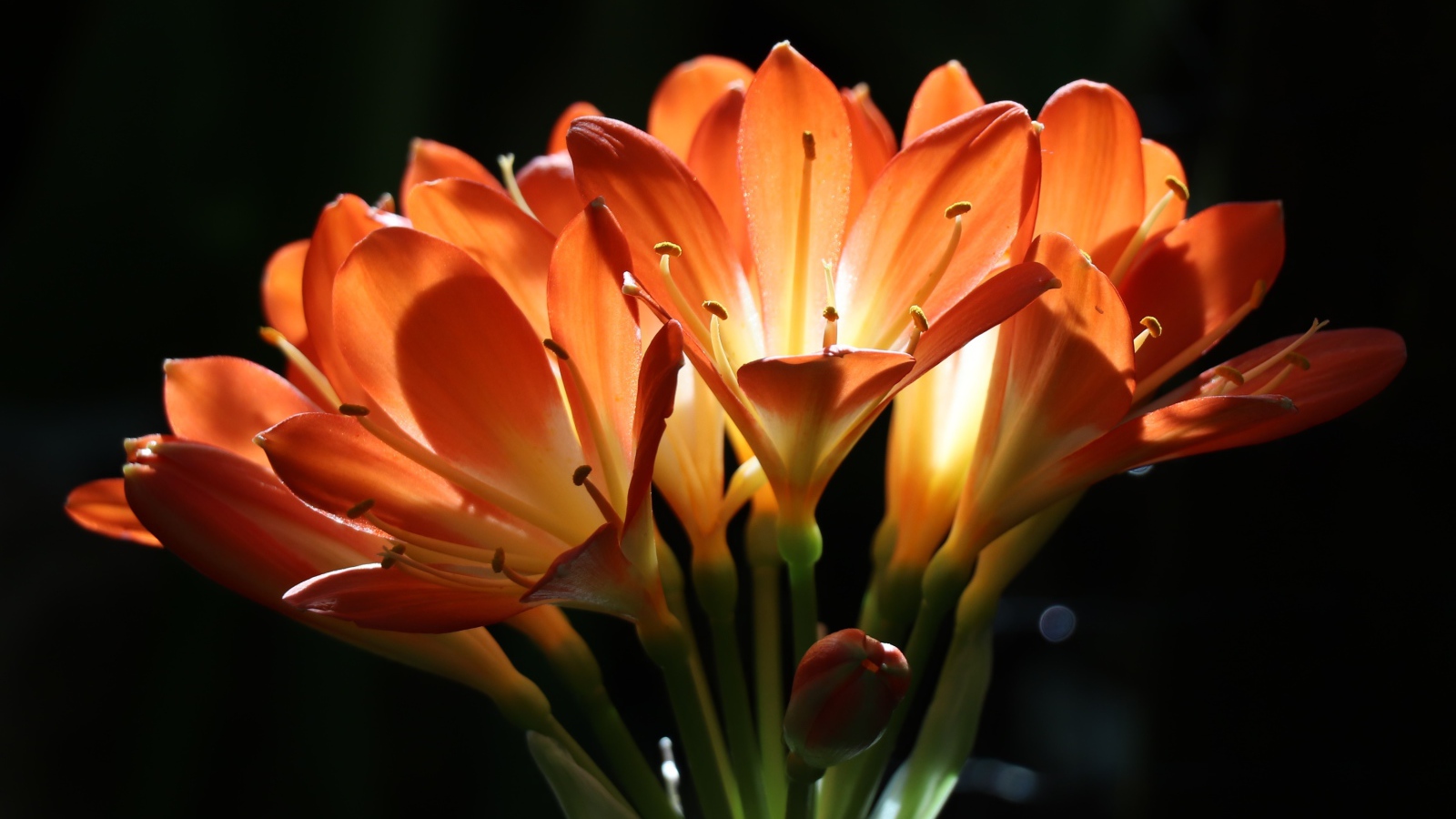 Оранжевые цветы амариллиса на ветке