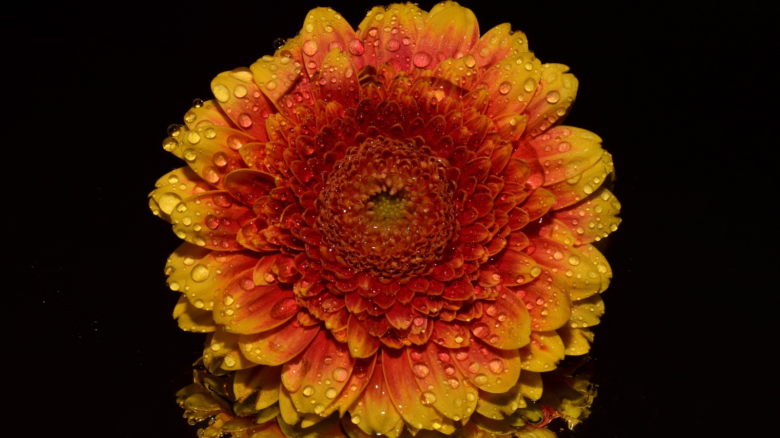 Оранжевый цветок хризантемы в каплях росы на черном фоне