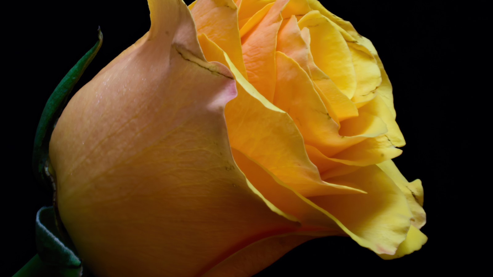 Оранжевый цветок розы на черном фоне