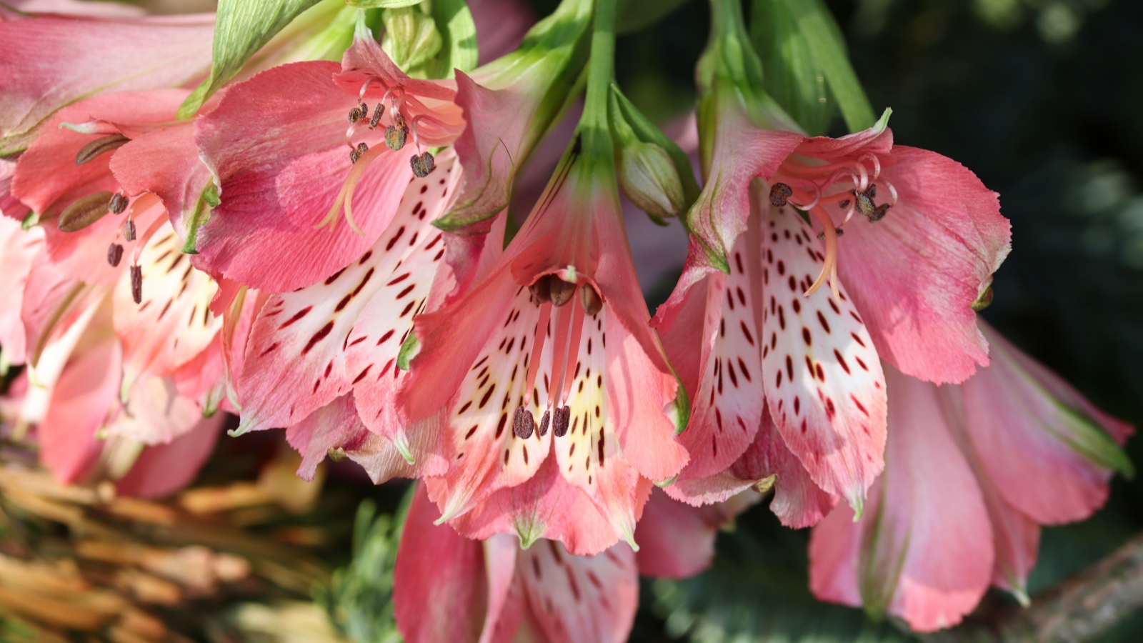 Розовые цветы альстромерия крупным планом