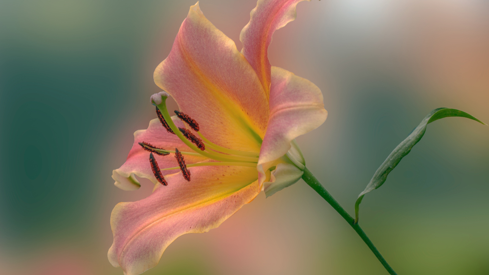 Розовый красивый цветок садовой лилии