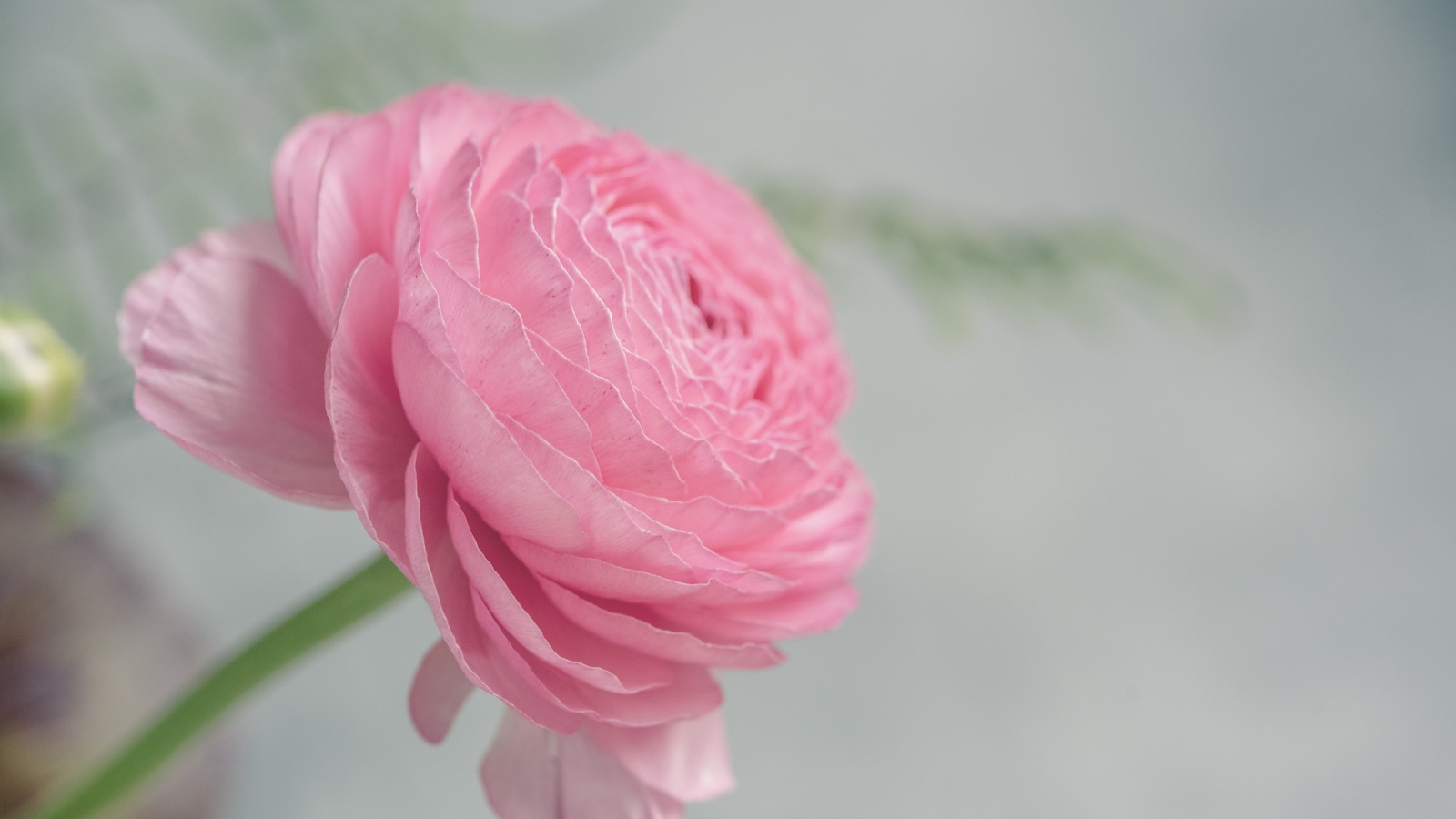 Розовый цветок лютика крупным планом