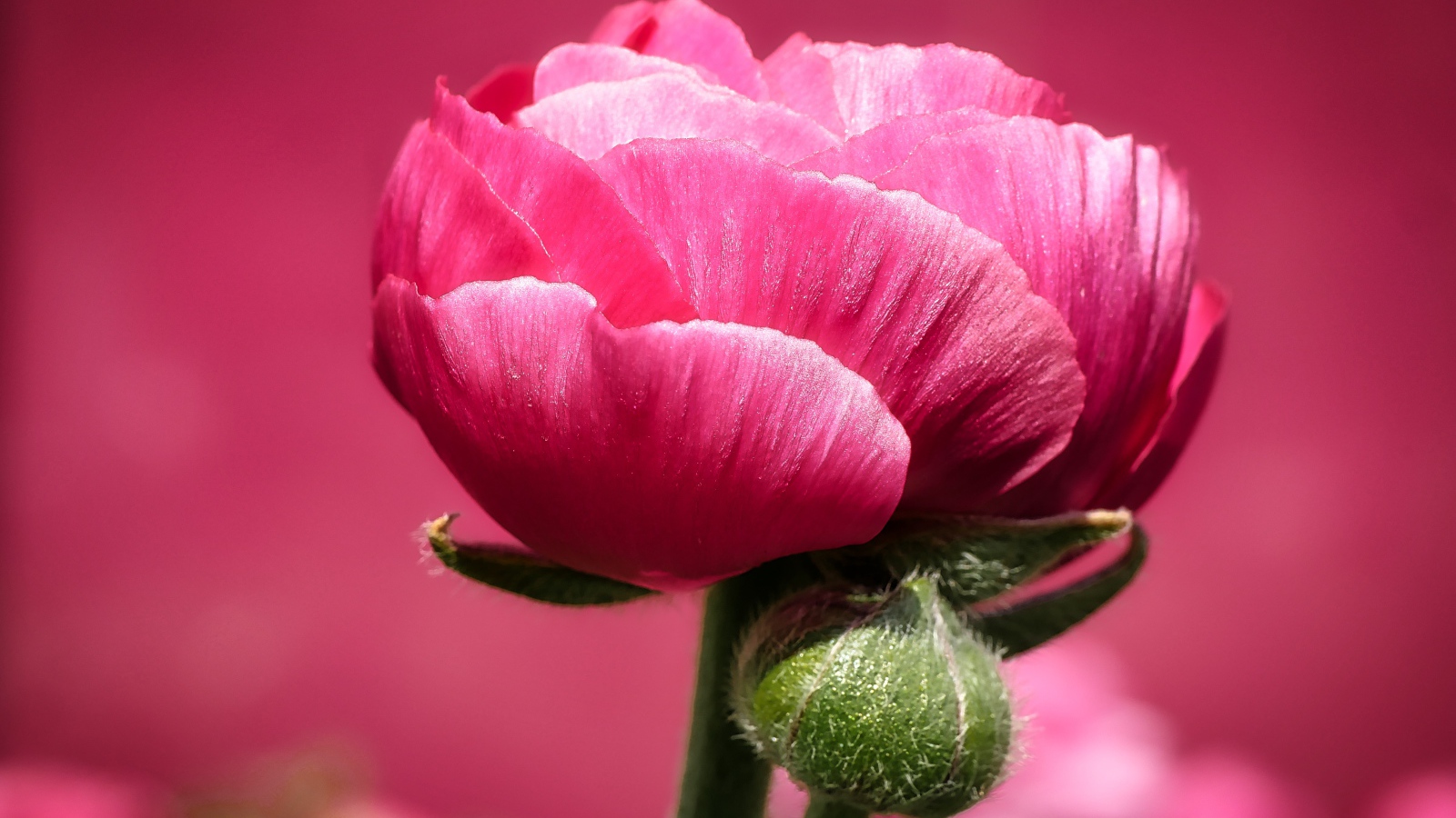 Розовый цветок лютика с бутоном на розовом фоне