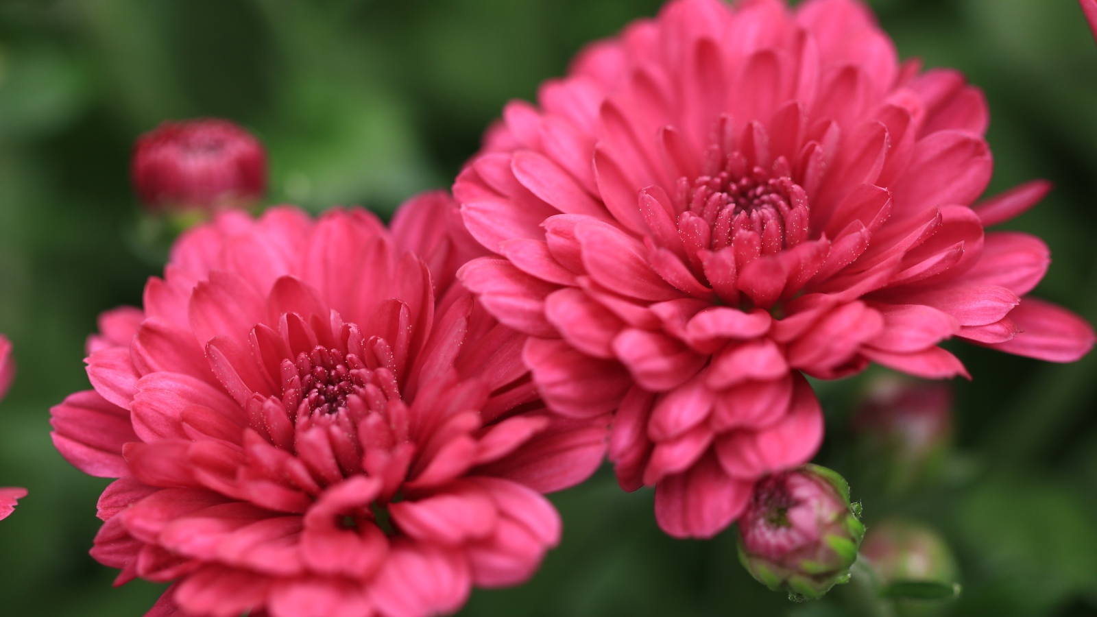 Розовые цветы хризантемы с бутонами крупным планом