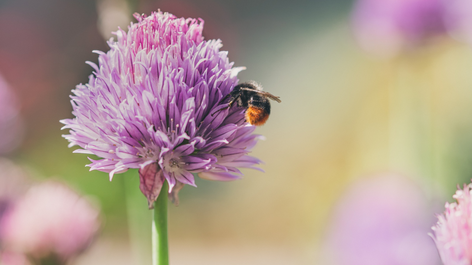 Розовый цветок клевера крупным планом летом