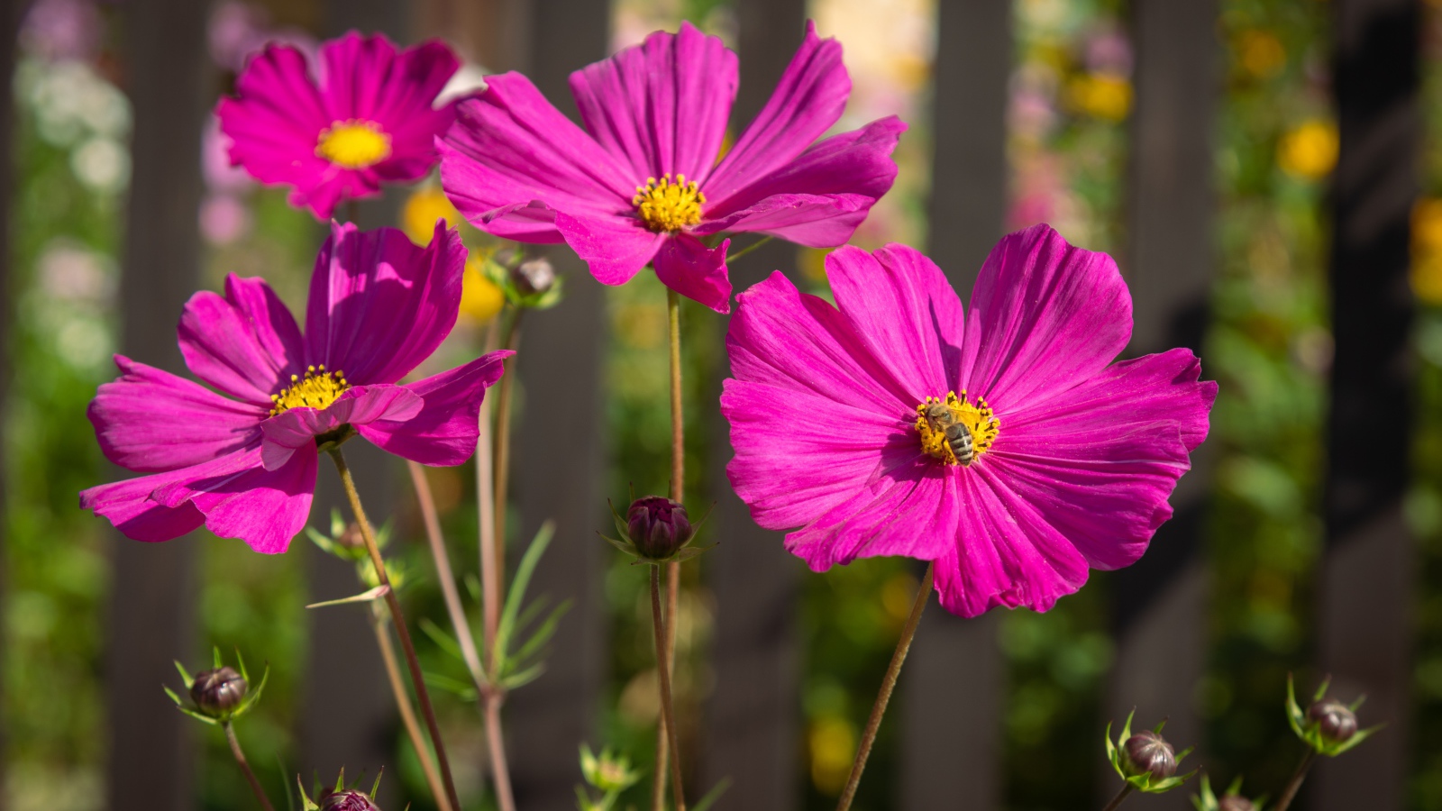 Розовые цветы космеи с бутонами на клумбе