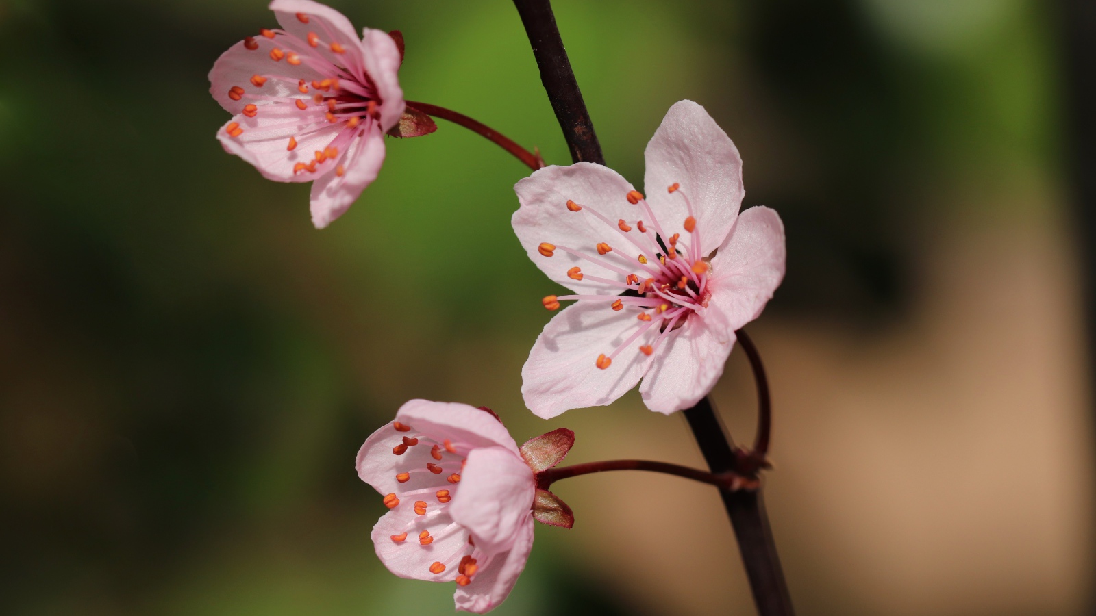 Розовые цветы на тонкой ветке 