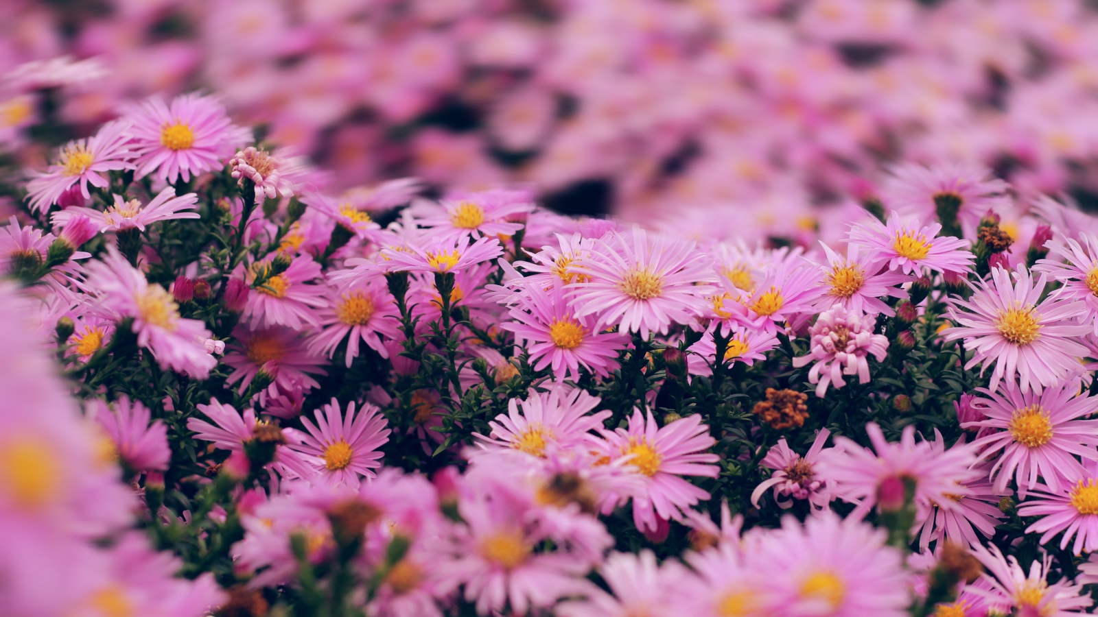 Розовые цветы сентябринка крупным планом 