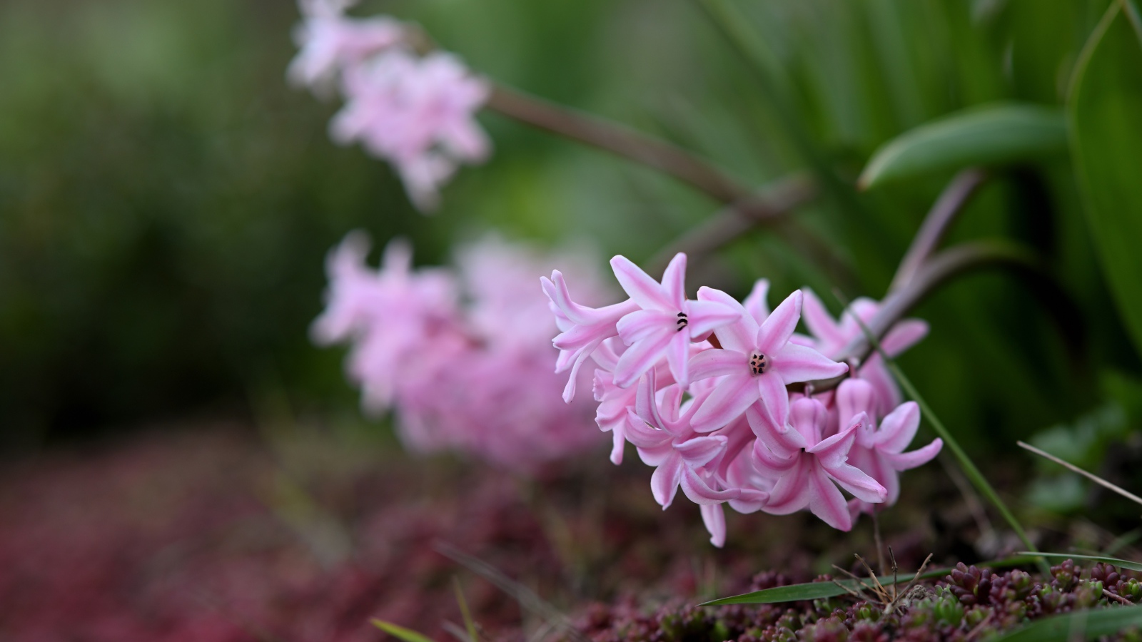 Розовые гиацинты на клумбе весной