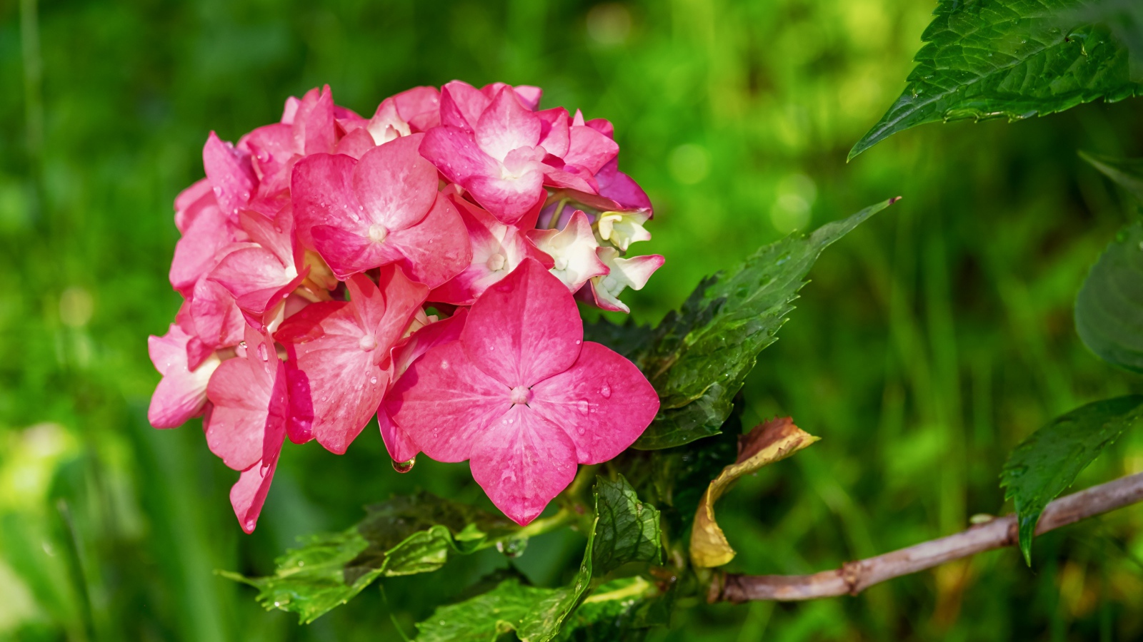 Розовые цветы гортензии в зелеными листьями
