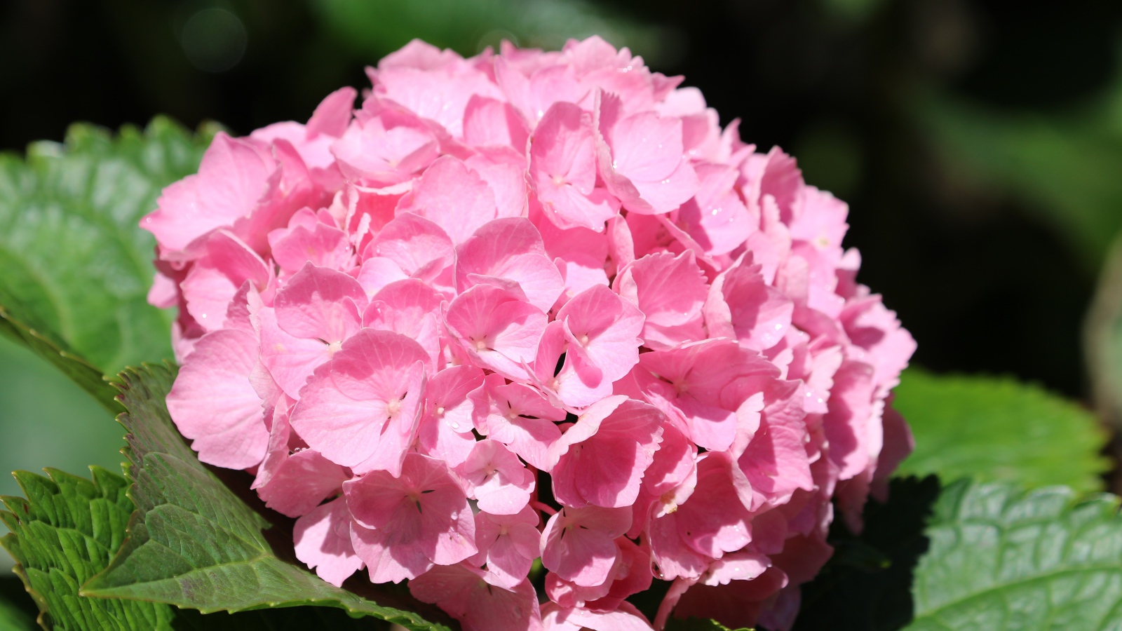 Розовые цветы гортензии с зелеными листьями крупным планом 
