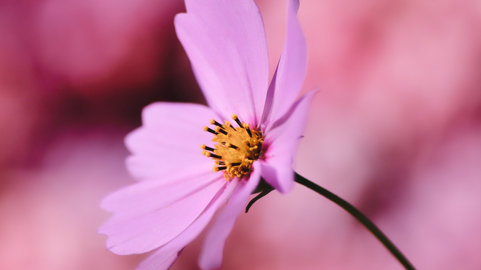 Розовый цветок космея крупным планом на розовом фоне