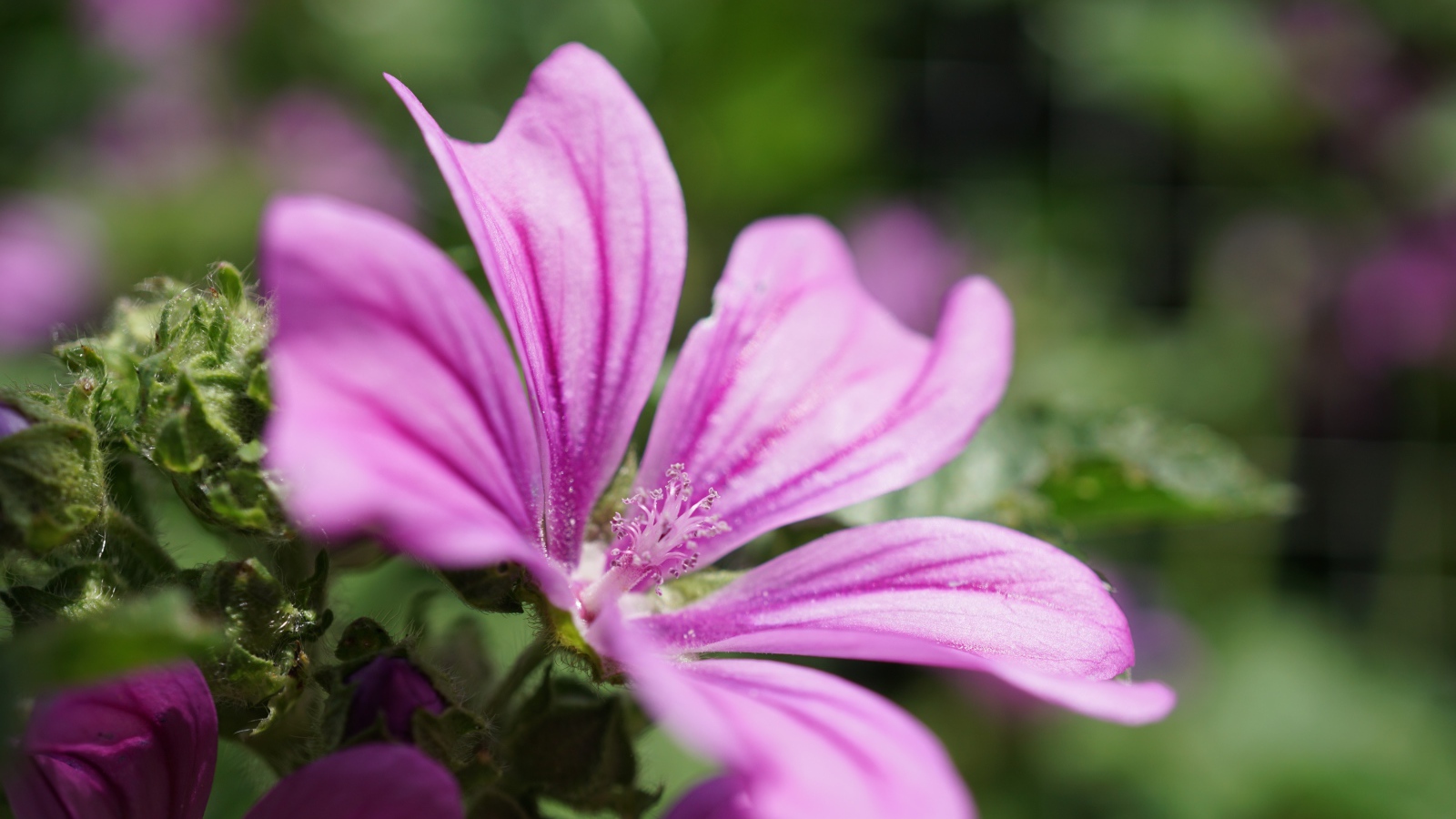 Розовый цветок мальва крупным планом  на клумбе