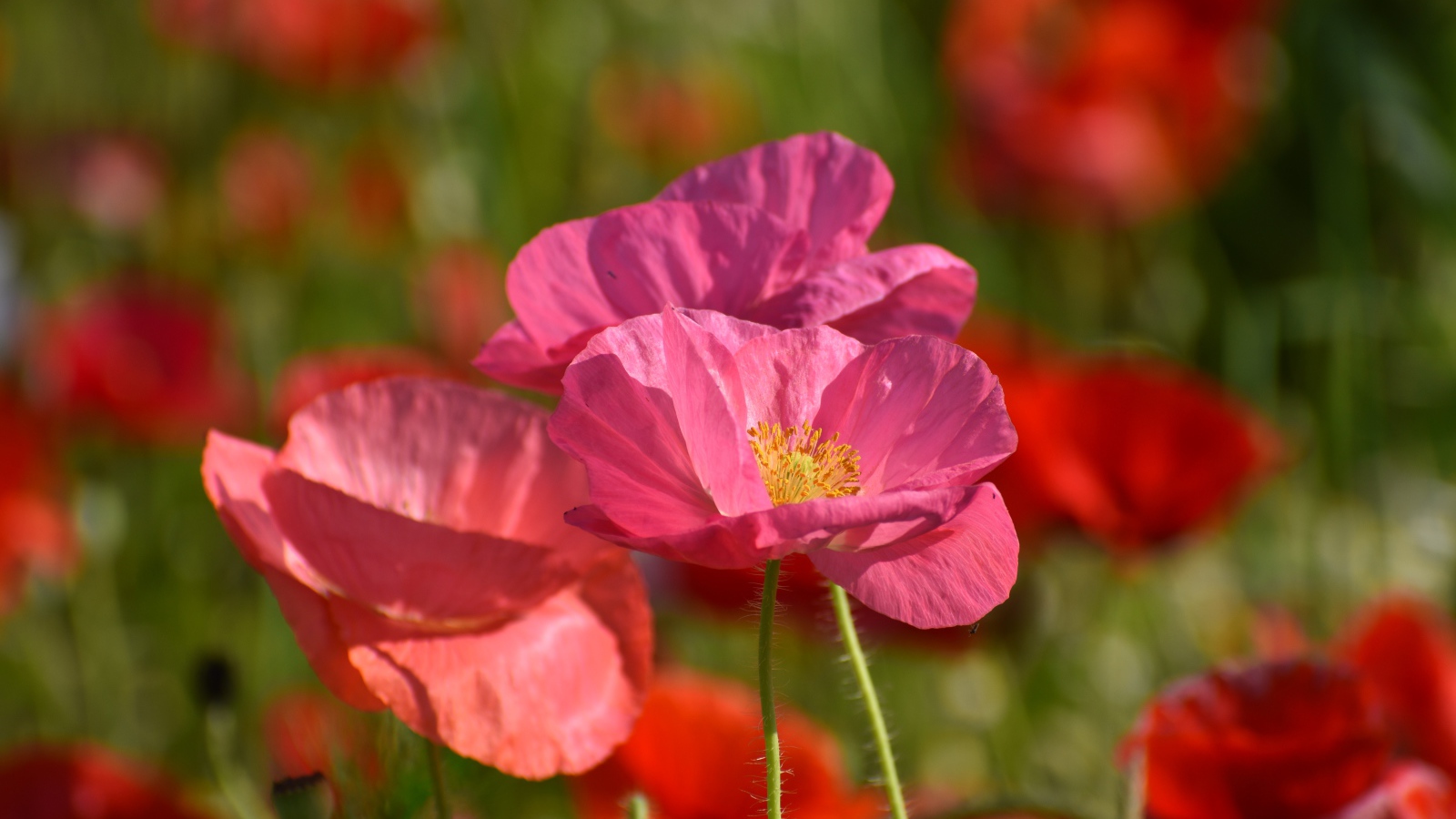 Розовые маки в лучах солнца на поле 
