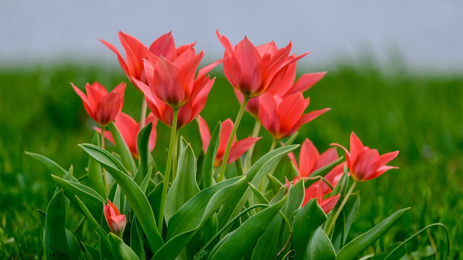 Розовые цветы тюльпана на поле в зеленой траве