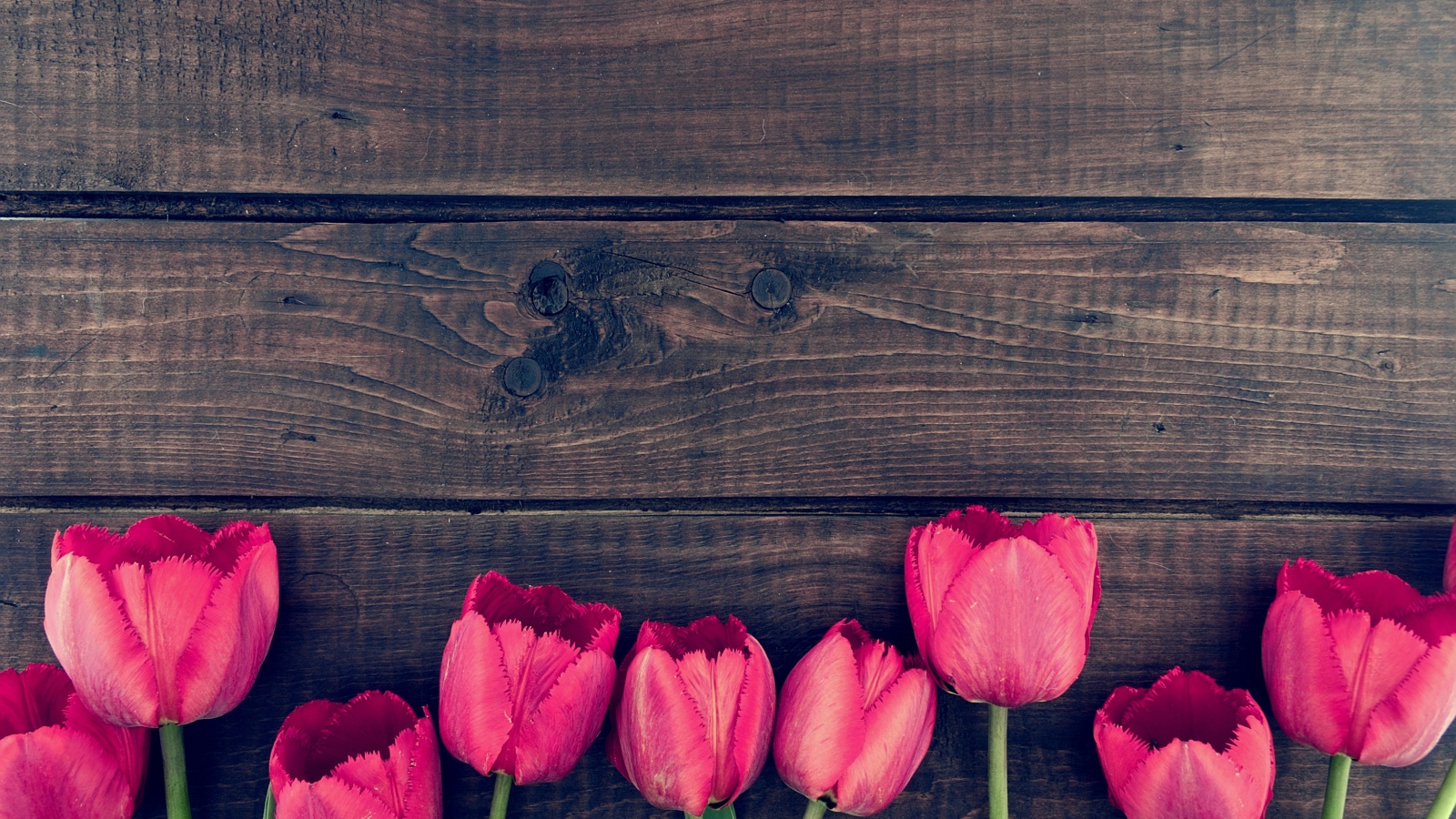 Розовые цветы тюльпана на деревянном столе 