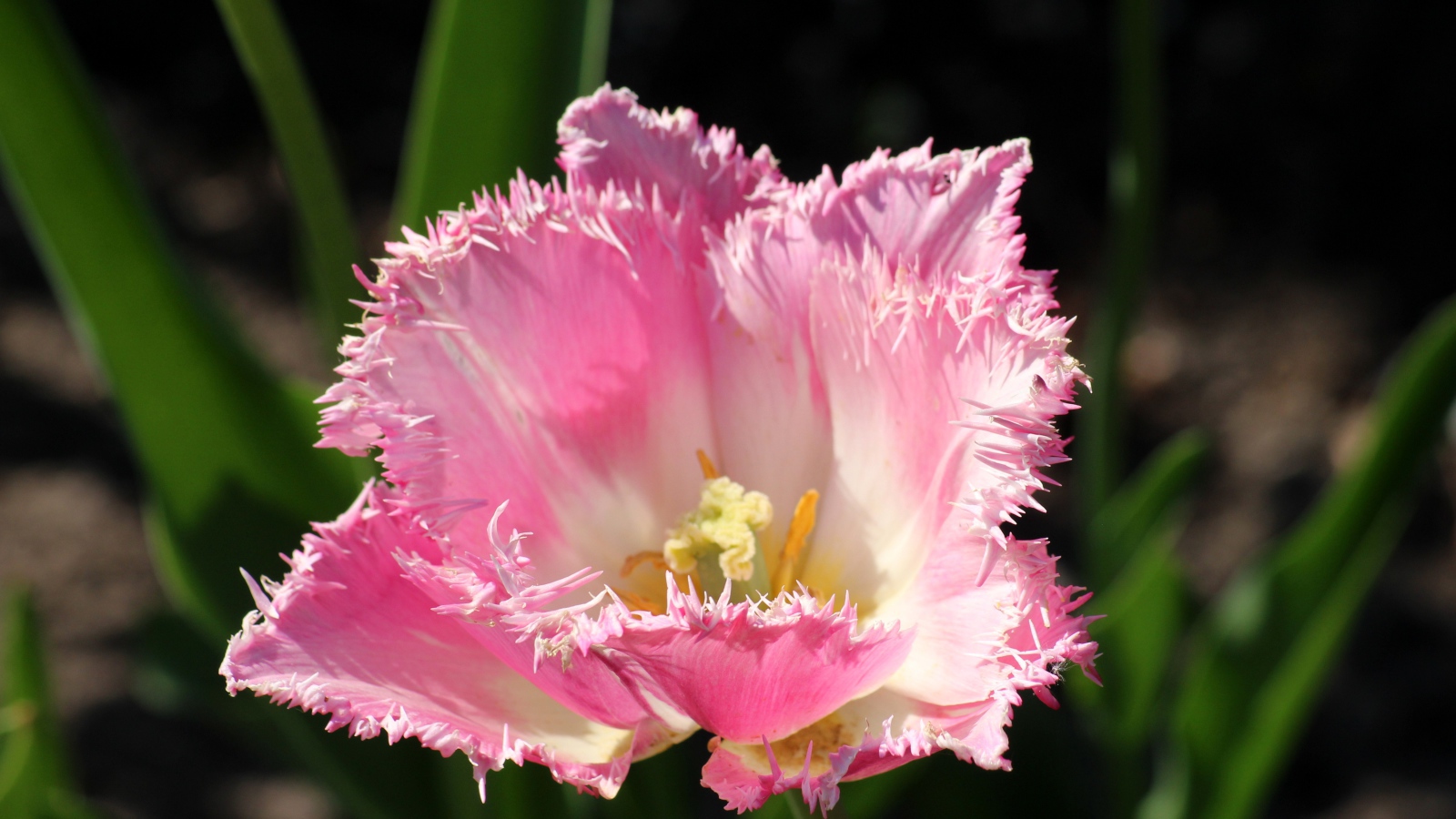 Розовый тюльпан с пышными лепестками