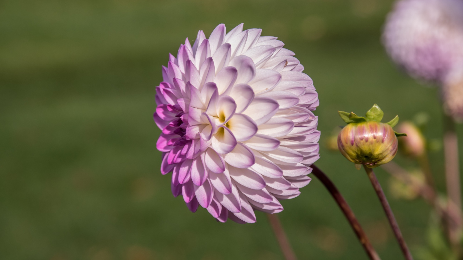 Фиолетовый цветок георгина с бутоном на клумбе