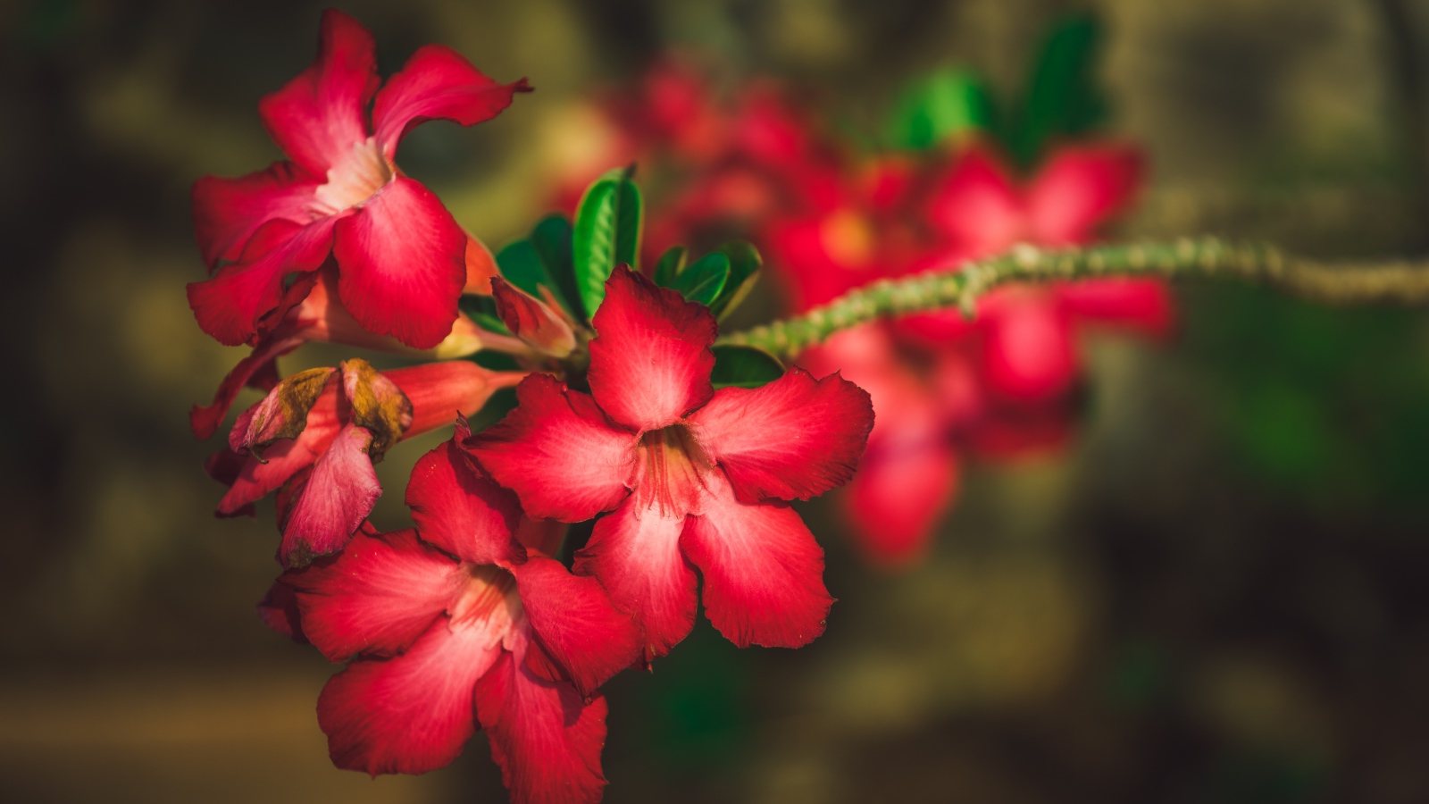 Красные цветы Адениум крупным планом 
