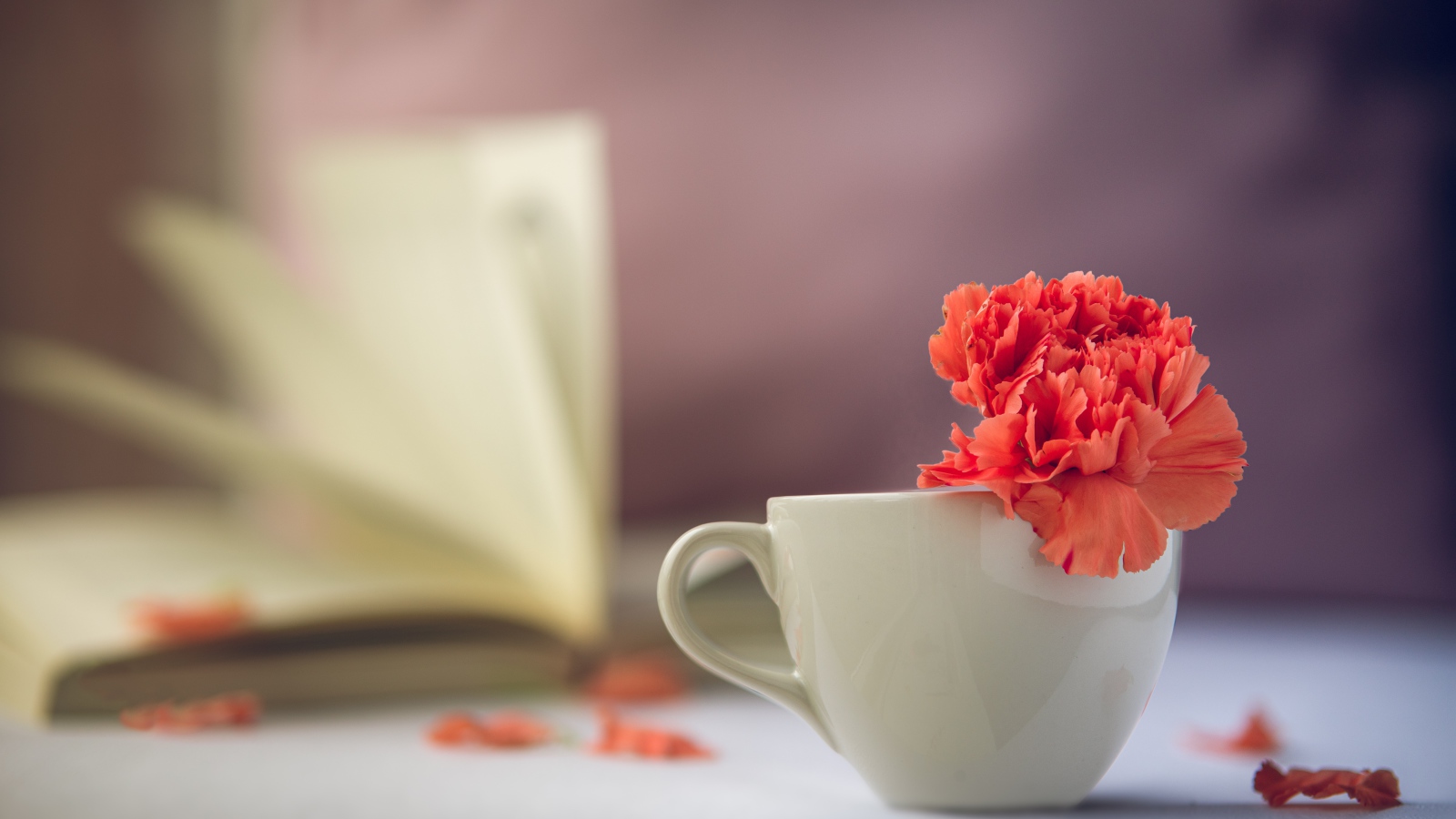 Красный цветок гвоздики в белой чашке 