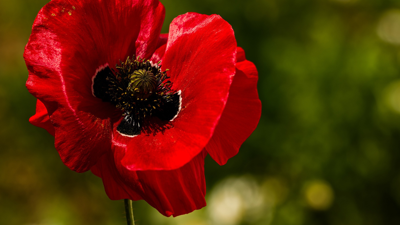 Красные нежные лепестки мака крупным планом 