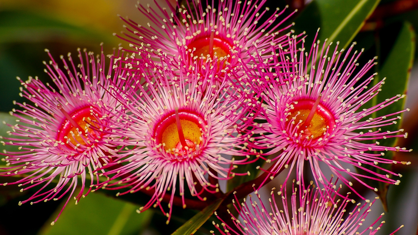 Красные цветы эвкалипта крупным планом