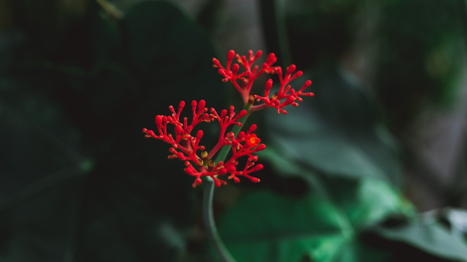 Красный цветок крупным планом