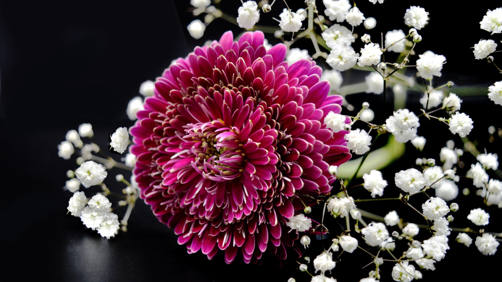 Красный цветок герберы с гипсофилой на черном фоне