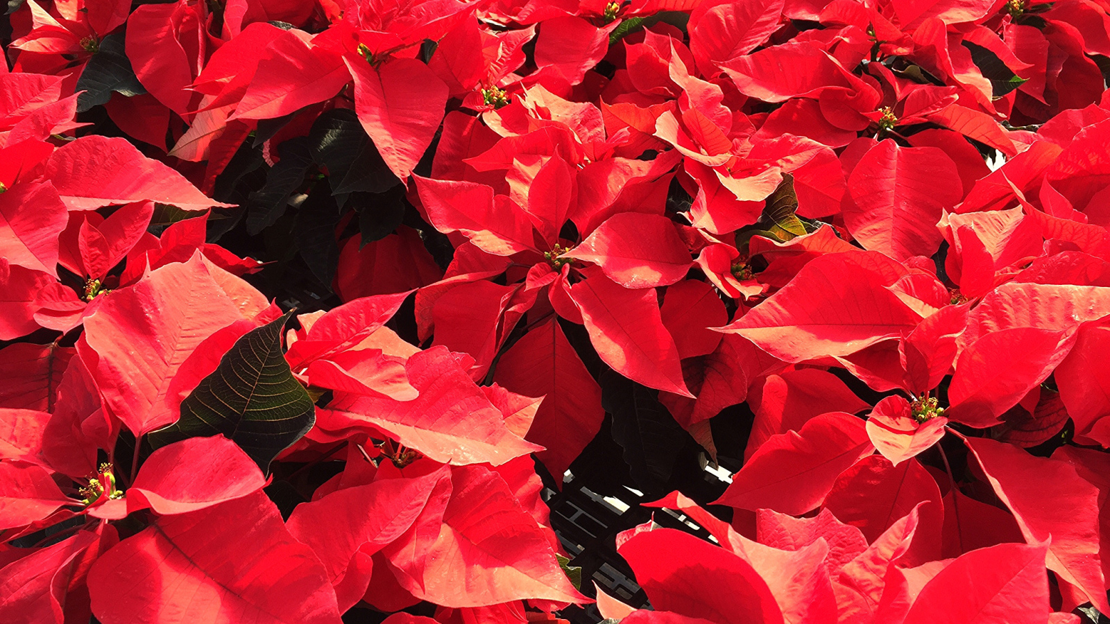 Красные листья цветов молочая в лучах солнца