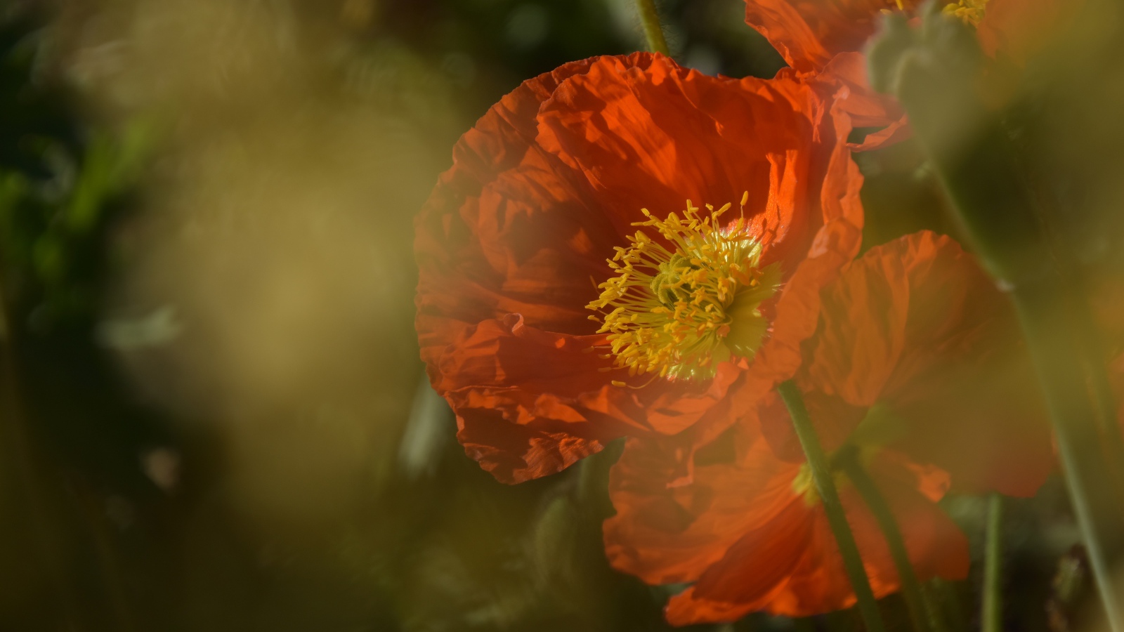 Красный мак в тумане на клумбе 