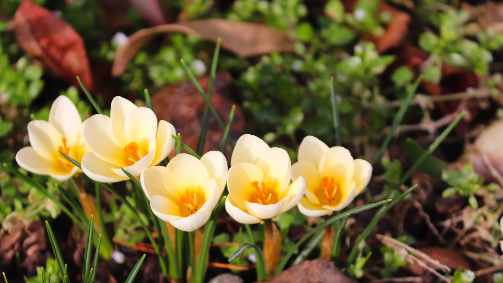 Маленькие белые крокусы с желтой серединкой 