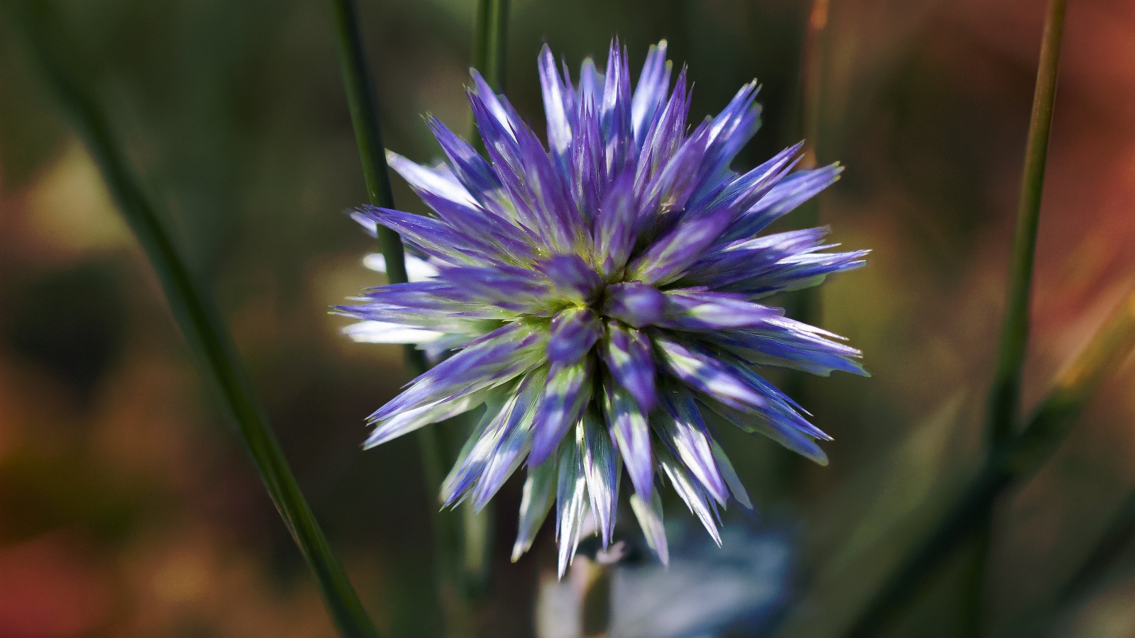 Цветок чертополоха крупным планом 